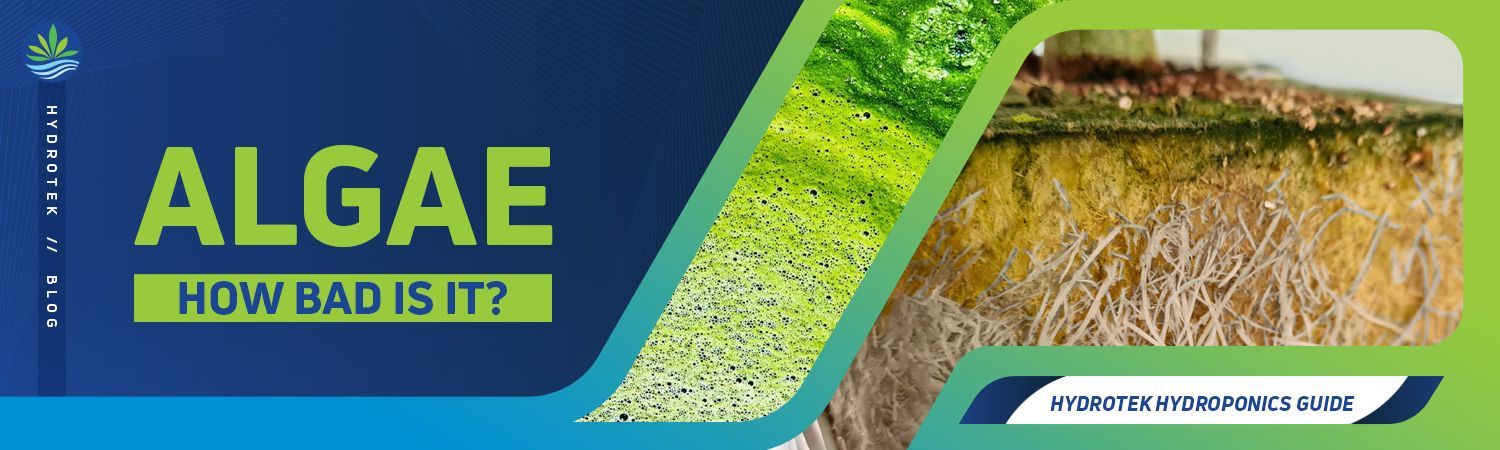 Are algae really all that bad banner