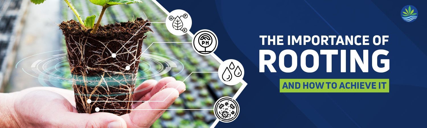 The Importance of Rooting and How to Achieve it