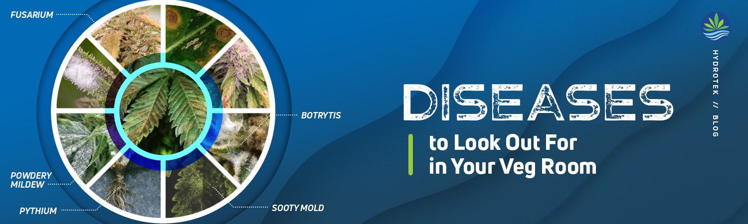 Diseases to Look Out For in Your Veg Room